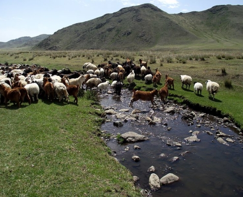 Schafhaltung - Wollzeit